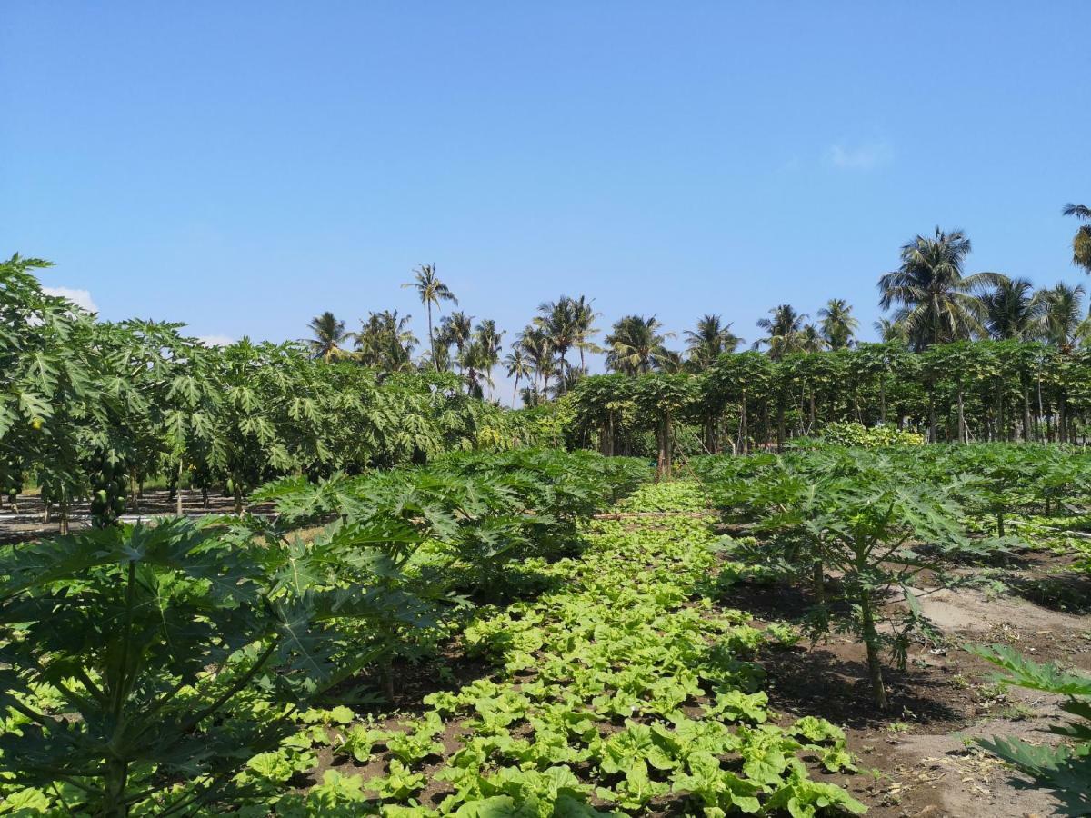 Hotel Thila Farm View Thoddoo Exterior foto